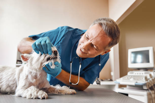Best Emergency Dental Care for Broken or Chipped Teeth in Fort Lupton, CO